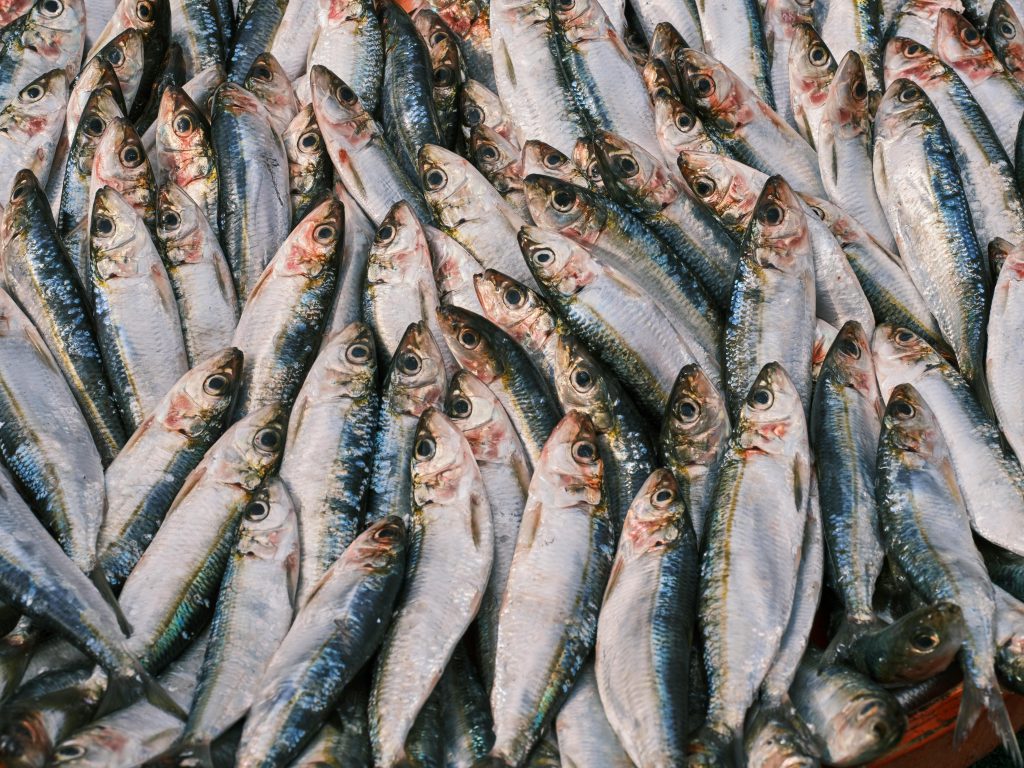 La Sardina: un piccolo pesce ricco di storia, nutrizione e valore economico